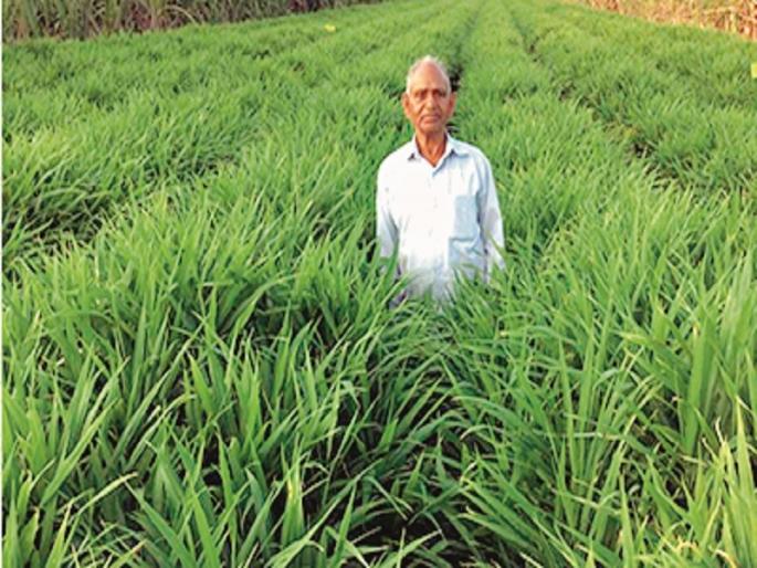 The 81-year-old ex-soldier's earning of 10 lakhs in one acre land | ८१ वर्षाच्या माजी सैनिकाने एका एकरात घेतले १० लाखाचे उच्चांकी उत्पन्न The 81-year-old ex-soldier's earning of 10 lakhs in one acre land | ८१ वर्षाच्या माजी सैनिकाने एका एकरात घेतले १० लाखाचे उच्चांकी उत्पन्न