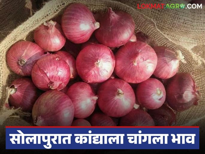 Kanda Market : 156 trucks of red onions arrive at Solapur Market Committee; Read how the price is being obtained? | Kanda Market : सोलापूर बाजार समितीत १५६ ट्रक लाल कांद्याची आवक; वाचा कसा मिळतोय दर? Kanda Market : 156 trucks of red onions arrive at Solapur Market Committee; Read how the price is being obtained? | Kanda Market : सोलापूर बाजार समितीत १५६ ट्रक लाल कांद्याची आवक; वाचा कसा मिळतोय दर?