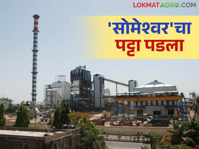 Sugarcane FRP : Someshwar factory scores high marks in sugarcane crushing as well as FRP this year | Sugarcane FRP : सोमेश्वर कारखान्याचा यंदा ऊस गाळपाबरोबर एफआरपी देण्यातही उच्चांक Sugarcane FRP : Someshwar factory scores high marks in sugarcane crushing as well as FRP this year | Sugarcane FRP : सोमेश्वर कारखान्याचा यंदा ऊस गाळपाबरोबर एफआरपी देण्यातही उच्चांक