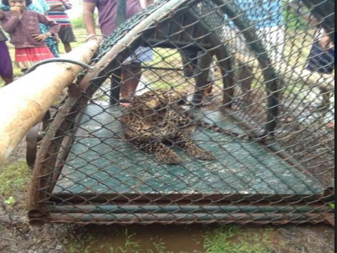 Leopard zirband in Someshwar near Ratnagiri | रत्नागिरीजवळील सोमेश्वरमध्ये बिबट्या जेरबंद Leopard zirband in Someshwar near Ratnagiri | रत्नागिरीजवळील सोमेश्वरमध्ये बिबट्या जेरबंद