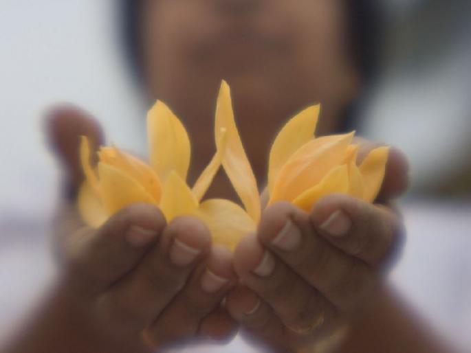 The demand for goldfinch in mumbai, golden day for farmers in ganeshotsav | सोनचाफ्याला मागणी वाढली, गणेशोत्सवात शेतकऱ्याला सोनेरी दिवस The demand for goldfinch in mumbai, golden day for farmers in ganeshotsav | सोनचाफ्याला मागणी वाढली, गणेशोत्सवात शेतकऱ्याला सोनेरी दिवस