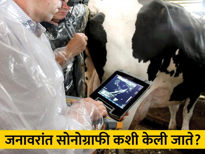 Ultrasonography technique for testing of cows, buffaloes | गाई, म्हशींच्या तपासणीसाठी अल्ट्रासोनोग्राफी तंत्र