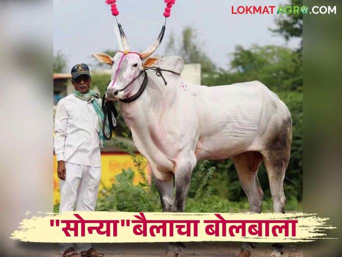 Sunya Bull Success Story: 'Sunya' Bull dominates; How much did Sonya Bullock earn the owner? Know in detail | Sonya Bull Success Story : 'सोन्या' बैलाचा बोलबाला; सोन्या बैलाने मालकाची किती केली कमाई? जाणून घ्या सविस्तर Sunya Bull Success Story: 'Sunya' Bull dominates; How much did Sonya Bullock earn the owner? Know in detail | Sonya Bull Success Story : 'सोन्या' बैलाचा बोलबाला; सोन्या बैलाने मालकाची किती केली कमाई? जाणून घ्या सविस्तर
