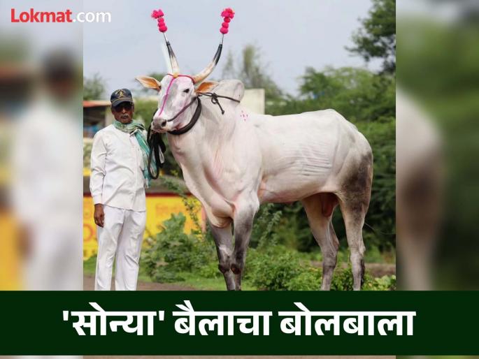 Fantastic! Age only four and a half years, weight 1200 kg and 'Sonya' bull earned 30 lakhs | शानदार! वय अवघे साडेचार वर्षे, वजन १२०० किलो अन् 'सोन्या' बैलाने ३० लाख कमावले Fantastic! Age only four and a half years, weight 1200 kg and 'Sonya' bull earned 30 lakhs | शानदार! वय अवघे साडेचार वर्षे, वजन १२०० किलो अन् 'सोन्या' बैलाने ३० लाख कमावले
