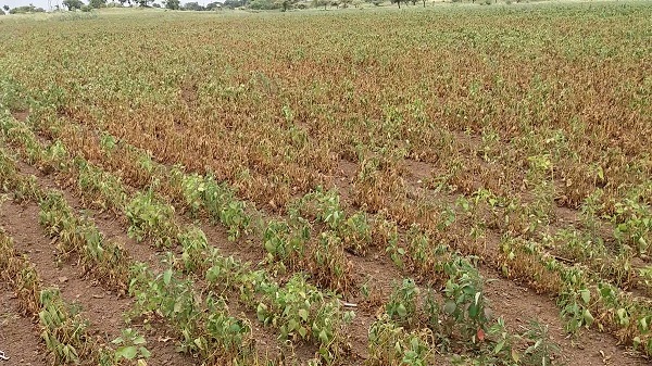 Increase in soybean area in the district, completion of kharif sowing | जिल्ह्यातील सोयाबीन क्षेत्रात वाढ, खरीप पेरणी पूर्णत्वाकडे