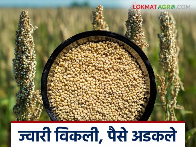 latest news Jowar Kharedi: Three months to purchase jowar; When will the payment be received? Read in detail | Jowar Kharedi : ज्वारी खरेदीला तीन महिने; चुकारे मिळणार कधी? वाचा सविस्तर latest news Jowar Kharedi: Three months to purchase jowar; When will the payment be received? Read in detail | Jowar Kharedi : ज्वारी खरेदीला तीन महिने; चुकारे मिळणार कधी? वाचा सविस्तर