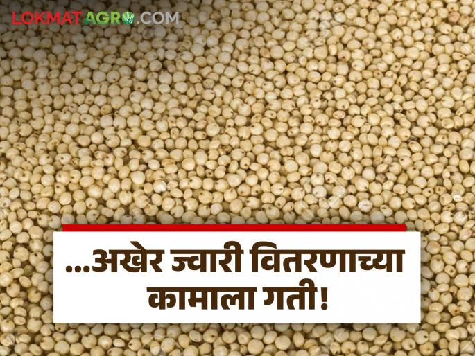latest news Jowar Kharedi: Farmers' jowar is being lifted in three districts through the coarse grain scheme! Read in detail | Jowar Kharedi : भरड धान्य योजनेतून शेतकऱ्यांच्या ज्वारीची या तीन जिल्ह्यांत उचल! वाचा सविस्तर