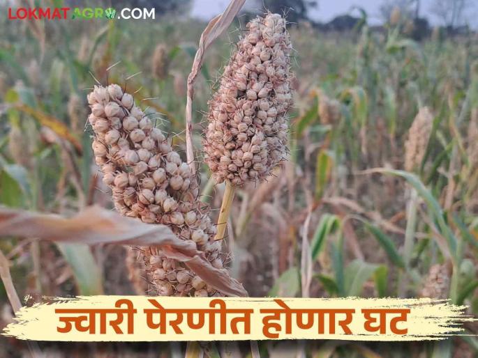 There is a possibility of a decrease in the area under the sorghum crop this year in the Solapur due to return rain | परतीच्या पावसामुळे ज्वारीच्या कोठारात यंदा ज्वारीखालील क्षेत्रात घट होण्याची शक्यता There is a possibility of a decrease in the area under the sorghum crop this year in the Solapur due to return rain | परतीच्या पावसामुळे ज्वारीच्या कोठारात यंदा ज्वारीखालील क्षेत्रात घट होण्याची शक्यता