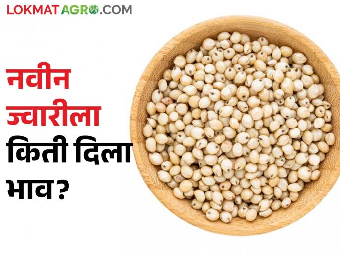 New sorghum enters the market; How is the market price? | बाजारात नवीन ज्वारीची आवक सुरु; कसा मिळतोय बाजारभाव