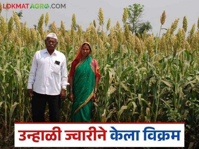 Wategaon farmer gets bumper yield of summer jowar; 10 quintals in 15 guntas | वाटेगावच्या शेतकऱ्याने उन्हाळी ज्वारीचे घेतले बंपर उत्पादन; १५ गुंठ्यांत १० क्विंटल