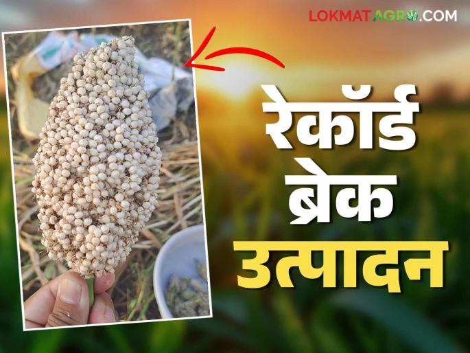 Farmer Chandrasen Patil of Sangli district achieved the first production of 80 quintals of jowar per hectare in the state. | सांगली जिल्ह्यातील शेतकरी चंद्रसेन पाटील ज्वारीचे हेक्टरी ८० क्विंटल उत्पादन घेत राज्यात प्रथम Farmer Chandrasen Patil of Sangli district achieved the first production of 80 quintals of jowar per hectare in the state. | सांगली जिल्ह्यातील शेतकरी चंद्रसेन पाटील ज्वारीचे हेक्टरी ८० क्विंटल उत्पादन घेत राज्यात प्रथम