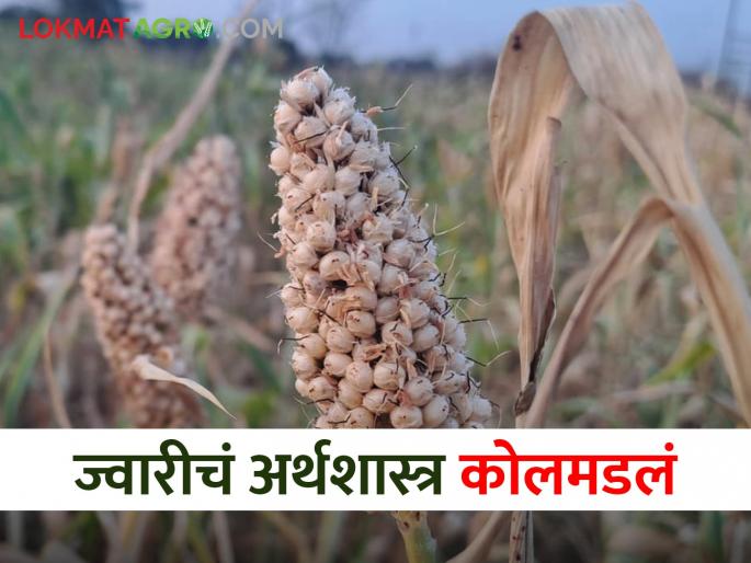 Sorghum is getting the price of so many thousands; However, the production cost did not go away | ज्वारीला मिळतोय इतक्या हजारांचा भाव; मात्र उत्पादन खर्चही निघेना