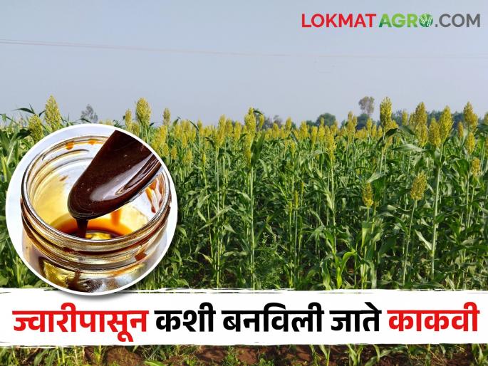 An improved method of making liquid jaggery from sweet sorghum | Sorghum Jaggery गोड धाटाच्या ज्वारीपासून काकवी बनवण्याची सुधारित पद्धत