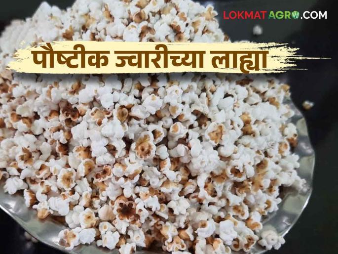 Machines are now working in the place of traditionally jowar lahyas making method | ज्वारीच्या लाह्या बनविण्यासाठी भट्टयांचं काम करतंय आता मशीन Machines are now working in the place of traditionally jowar lahyas making method | ज्वारीच्या लाह्या बनविण्यासाठी भट्टयांचं काम करतंय आता मशीन
