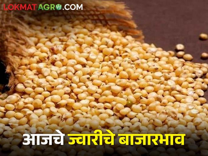 Latest News Todays Sorghum market Price in pune and tuljapur see details | तुळजापूर बाजार समितीत पांढऱ्या ज्वारीला काय भाव मिळाला? आजचे दर पाहुयात Latest News Todays Sorghum market Price in pune and tuljapur see details | तुळजापूर बाजार समितीत पांढऱ्या ज्वारीला काय भाव मिळाला? आजचे दर पाहुयात