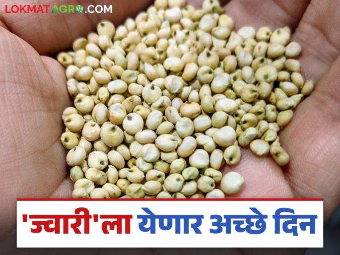 Jwari Bajar Bhav : Sorghum demand increases during summer; Chances of crossing the rate 4 thousand rupees per quintal | Jwari Bajar Bhav : उन्हाळ्यात ज्वारी मागणीत होतेय वाढ; दर ४ हजारांचा टप्पा ओलांडण्याची शक्यता Jwari Bajar Bhav : Sorghum demand increases during summer; Chances of crossing the rate 4 thousand rupees per quintal | Jwari Bajar Bhav : उन्हाळ्यात ज्वारी मागणीत होतेय वाढ; दर ४ हजारांचा टप्पा ओलांडण्याची शक्यता