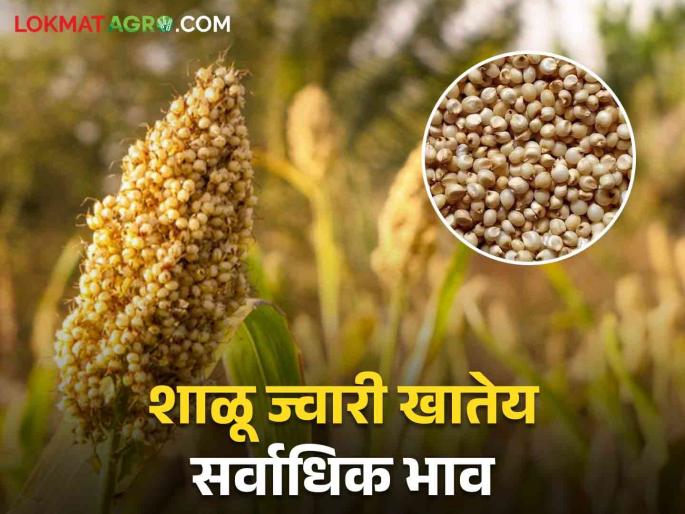 Sorghum Market Update Inflow of sorghum increased in the state; Read what rates are available | Sorghum Market Update राज्यात ज्वारीची आवक वाढली; वाचा काय मिळतोय दर Sorghum Market Update Inflow of sorghum increased in the state; Read what rates are available | Sorghum Market Update राज्यात ज्वारीची आवक वाढली; वाचा काय मिळतोय दर