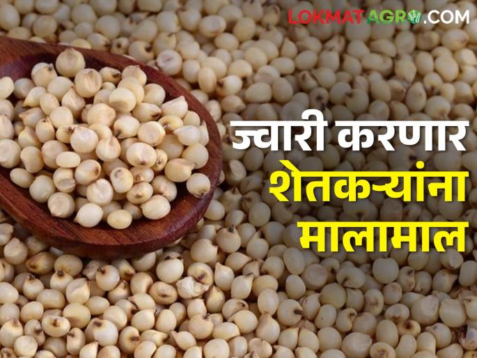 Sorghum market price hike in future, farmers will be rich; How will the market price be? | ज्वारी भविष्यात कडाडणार, शेतकरी होईल मालामाल; कसा राहील बाजारभाव Sorghum market price hike in future, farmers will be rich; How will the market price be? | ज्वारी भविष्यात कडाडणार, शेतकरी होईल मालामाल; कसा राहील बाजारभाव