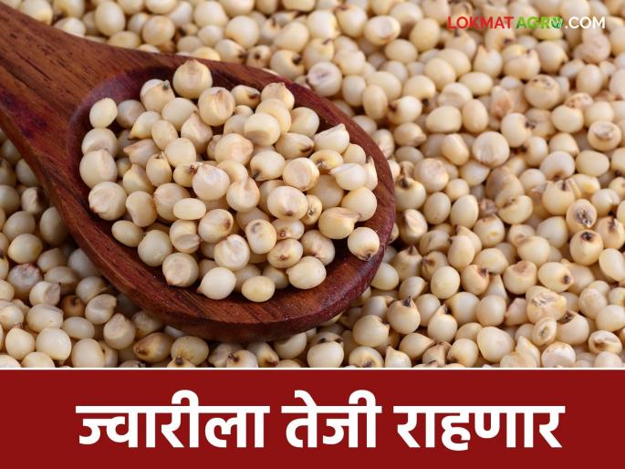 Jwari Bajar Bhav : Increase in demand for jowar; Old jowar is also getting new prices | Jwari Bajar Bhav : ज्वारीच्या मागणीत वाढ; जुन्या ज्वारीलाही मिळतोय नवीन दर Jwari Bajar Bhav : Increase in demand for jowar; Old jowar is also getting new prices | Jwari Bajar Bhav : ज्वारीच्या मागणीत वाढ; जुन्या ज्वारीलाही मिळतोय नवीन दर