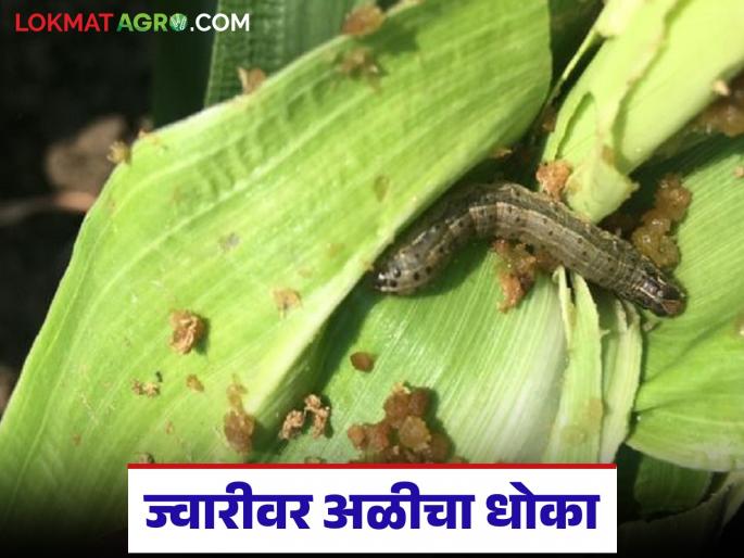 latest news Sorghum Pest Control: Worm infestation on sorghum; Know the remedial measures to increase production | Sorghum Pest Control : ज्वारीवर अळीचा प्रादुर्भाव; उत्पादन वाढीसाठी जाणून घ्या उपायायोजना