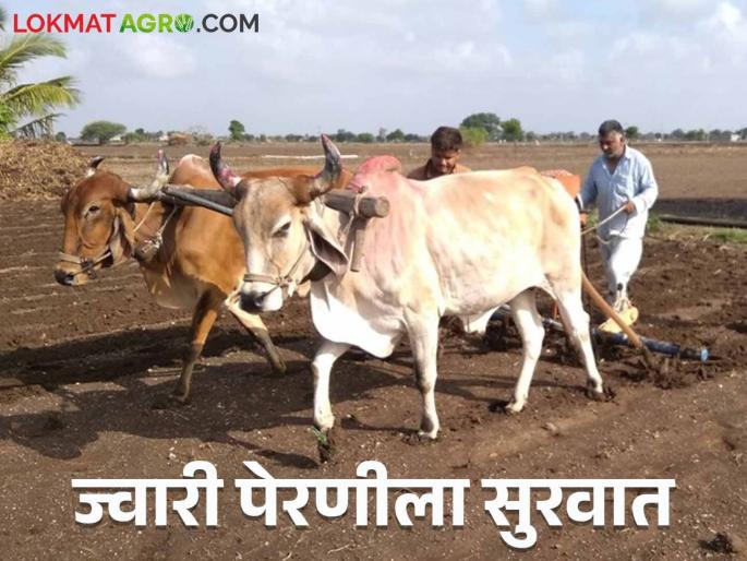 Jowar Perani : Sowing of jowar is delayed due to return rains this year | Jowar Perani : यंदा परतीच्या पावसामुळे ज्वारीच्या पेरण्याला उशीर Jowar Perani : Sowing of jowar is delayed due to return rains this year | Jowar Perani : यंदा परतीच्या पावसामुळे ज्वारीच्या पेरण्याला उशीर