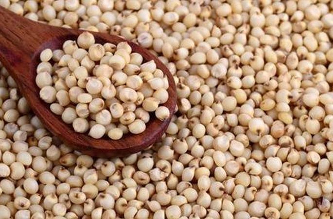 Sorghum will fetch Rs 2,620 per quintal | ज्वारीला मिळणार २,६२० रुपये क्विंटल भाव Sorghum will fetch Rs 2,620 per quintal | ज्वारीला मिळणार २,६२० रुपये क्विंटल भाव