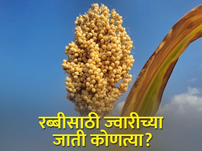 Rabbi Sows Sorghum, Which Varieties to Choose? | रब्बी ज्वारी पेरताय, कोणत्या वाणांची निवड कराल? Rabbi Sows Sorghum, Which Varieties to Choose? | रब्बी ज्वारी पेरताय, कोणत्या वाणांची निवड कराल?