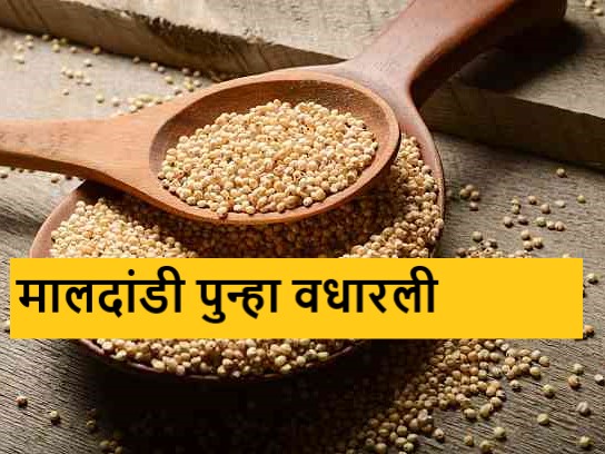 Latest News 10 april Todays Sorghum Market Price In maharashtra market yards | Sorghum Market : हायब्रीड ज्वारीची आवक वाढली, मालदांडी पुन्हा वधारली, असे आहेत आजचे दर  Latest News 10 april Todays Sorghum Market Price In maharashtra market yards | Sorghum Market : हायब्रीड ज्वारीची आवक वाढली, मालदांडी पुन्हा वधारली, असे आहेत आजचे दर