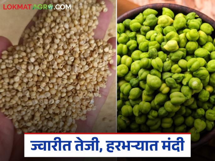 latest news Market Update: jowar up, Harbhara down; Sugar quota stirs market, read in detail | Market Update : ज्वारीमध्ये तेजी, हरभऱ्यात मंदी; साखरेच्या कोट्याने बाजारात हलचल वाचा सविस्तर