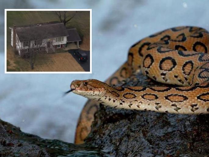 The house was surrounded by more than 100 snakes; Police found man body | घराला १०० हून अधिक सापांनी घेरलं; पोलिसांना सापडला एक मृतदेह, अंगावर काटा आणणारी घटना The house was surrounded by more than 100 snakes; Police found man body | घराला १०० हून अधिक सापांनी घेरलं; पोलिसांना सापडला एक मृतदेह, अंगावर काटा आणणारी घटना