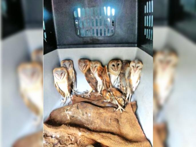 Gawani owls lived in flats; If there are no trees, where will the nest be? | गव्हाणी घुबडांनी थाटला फ्लॅटमध्ये संसार; झाडेच नाहीत तर घरटी करणार कुठे? 