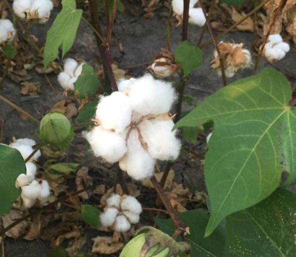 This year, cotton will be played in the state instead of soybeans | यंदा राज्यात साेयाबीनऐवजी कपाशीचा ‘भाेंगा’ वाजणार This year, cotton will be played in the state instead of soybeans | यंदा राज्यात साेयाबीनऐवजी कपाशीचा ‘भाेंगा’ वाजणार