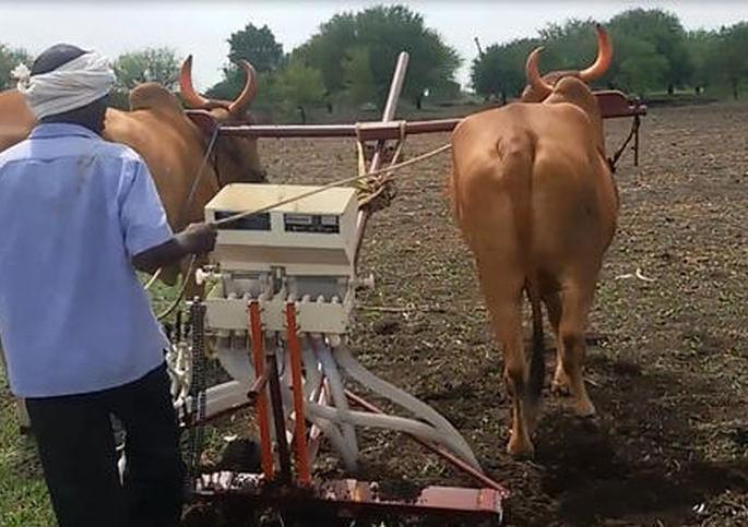 Warning of torrential rain; Don't rush to sow a gram! | मुसळधार पावसाचा इशारा; हरभरा पेरणीची घाई नको!