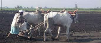 Commencement of remaining sowing in Hingoli district after rains | हिंगोली जिल्ह्यात पावसाच्या विश्रांतीने उर्वरित पेरण्यांना प्रारंभ Commencement of remaining sowing in Hingoli district after rains | हिंगोली जिल्ह्यात पावसाच्या विश्रांतीने उर्वरित पेरण्यांना प्रारंभ