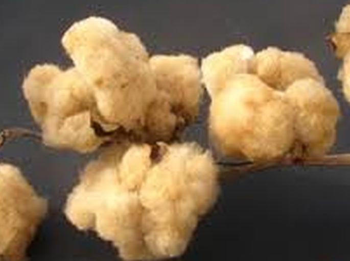 sowing colored cotton seeds on 50 acres in Akola | अकोल्यात ५० एकरावर रंगीत कापूस बियाणे पेरणी! sowing colored cotton seeds on 50 acres in Akola | अकोल्यात ५० एकरावर रंगीत कापूस बियाणे पेरणी!