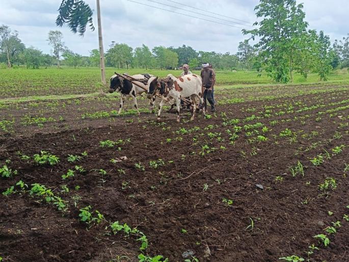 Kharif season sowing towards completion; Speed up interworking tasks | खरीप हंगामाच्या पेरण्या पूर्णत्वाकडे; आंतरमशागतीच्या कामांस वेग Kharif season sowing towards completion; Speed up interworking tasks | खरीप हंगामाच्या पेरण्या पूर्णत्वाकडे; आंतरमशागतीच्या कामांस वेग