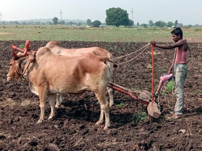 New crisis for farmers; Due to lack of dry agri field, sowing of rabi season was delayed | शेतकऱ्यासमोर नवे संकट; वापशा अभावी रबी हंगामाच्या पेरण्या खोळंबल्या New crisis for farmers; Due to lack of dry agri field, sowing of rabi season was delayed | शेतकऱ्यासमोर नवे संकट; वापशा अभावी रबी हंगामाच्या पेरण्या खोळंबल्या