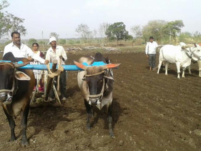Wheat sowing on 3 hectares in Trimbak taluka | त्र्यंबक तालुक्यात १५५ हेक्टरवर गव्हाची पेरणी Wheat sowing on 3 hectares in Trimbak taluka | त्र्यंबक तालुक्यात १५५ हेक्टरवर गव्हाची पेरणी