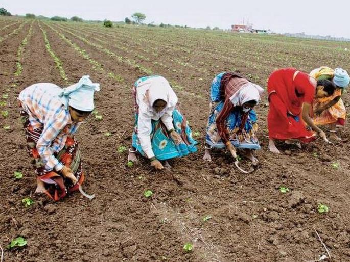 Sowing area is only 3 percent in Varhada | वऱ्हाडात तीन टक्केच क्षेत्रावर पेरणी! Sowing area is only 3 percent in Varhada | वऱ्हाडात तीन टक्केच क्षेत्रावर पेरणी!