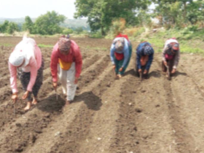 Maharashtra Rain: Unseasonal rains hamper farmers, sowing completed on only 22 lakh hectares | Maharashtra Rain: लहरी पावसाने शेतकऱ्यांना रखडविले, केवळ २२ लाख हेक्टरवर पेरण्या पूर्ण  