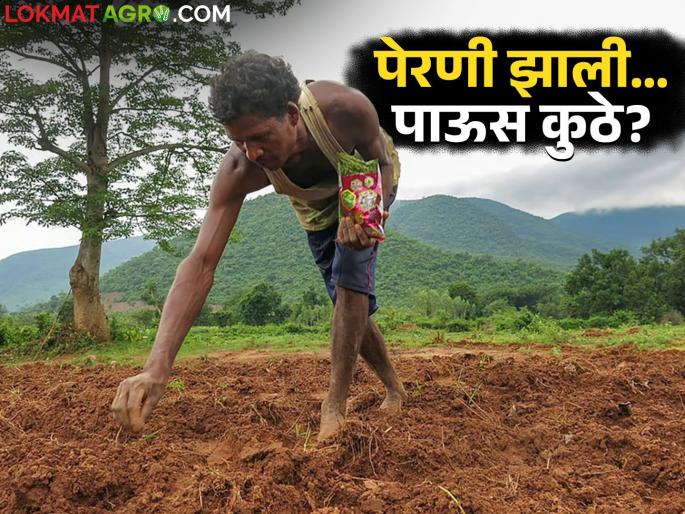 latest news Kharif Season: 90 percent sowing completed in Marathwada; Still, farmers are waiting for heavy rains | Kharif Season : मराठवाड्यात ९० टक्के पेरणी पूर्ण; तरीही शेतकऱ्यांना मोठ्या पावसाची प्रतीक्षा