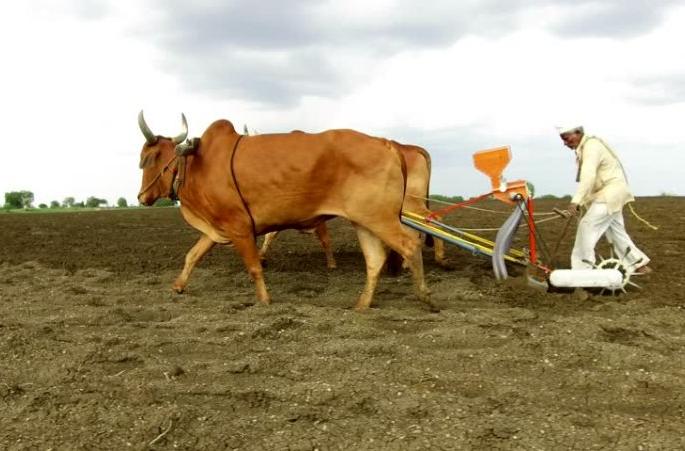 Sowing might be fail in Sangrampur taluka due to lack of rain | संग्रामपूर तालुक्यात दुबार पेरणीचे संकट