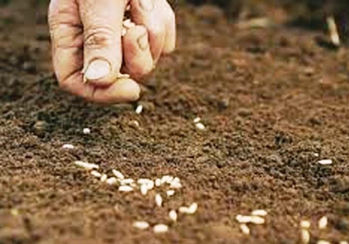 So far only 16% sowing of rabi is done in the state | राज्यात आतापर्यंत केवळ १६ टक्केच रब्बीची पेरणी So far only 16% sowing of rabi is done in the state | राज्यात आतापर्यंत केवळ १६ टक्केच रब्बीची पेरणी
