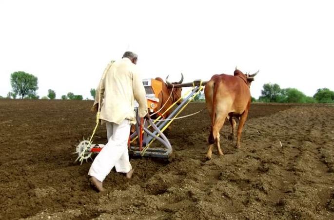 Rabi sowing in Hingoli district delayed | हिंगोली जिल्ह्यात रबीच्या पेरण्यांची उशिराने लगबग Rabi sowing in Hingoli district delayed | हिंगोली जिल्ह्यात रबीच्या पेरण्यांची उशिराने लगबग