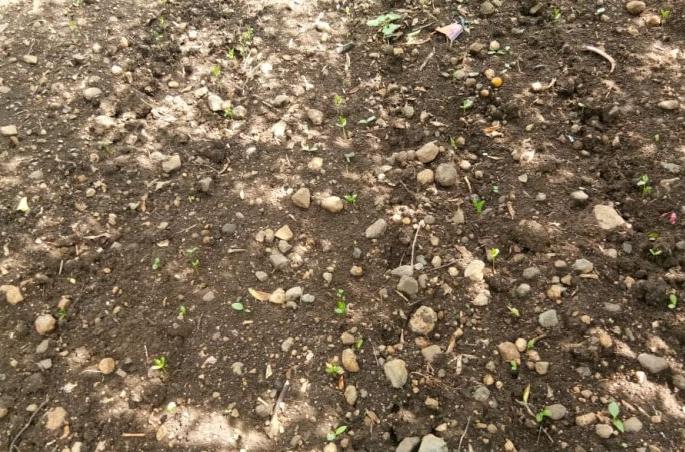 Sow seeds, plant seedlings Protect from pests! | पेरलेल्या बियाणे, रोपांचा करा कीटकांपासून बचाव!