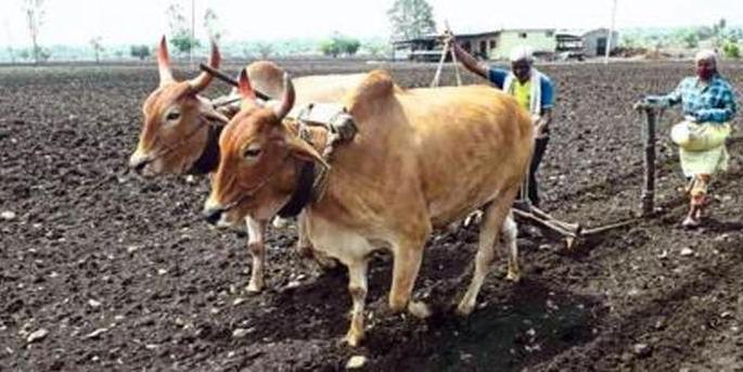 72% sowing of soybean in Akola district | अकोला जिल्ह्यात सोयाबीनची ७२ टक्के पेरणी 72% sowing of soybean in Akola district | अकोला जिल्ह्यात सोयाबीनची ७२ टक्के पेरणी