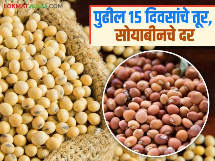 Latest News Tur soyabean market How will prices of tur and soybeans next fifteen days Read in detail | Tur Soyabean Market : पुढील पंधरा दिवस तूर, सोयाबीनचे दर कसे राहतील? वाचा सविस्तर  Latest News Tur soyabean market How will prices of tur and soybeans next fifteen days Read in detail | Tur Soyabean Market : पुढील पंधरा दिवस तूर, सोयाबीनचे दर कसे राहतील? वाचा सविस्तर