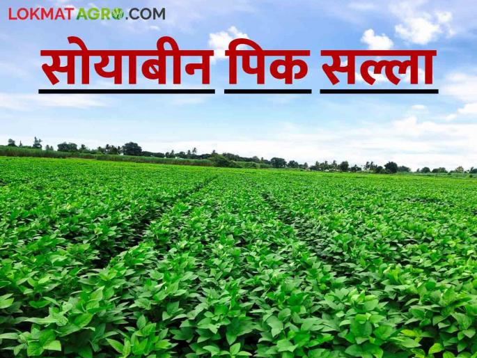 Spray only the recommended pesticides on the soybean crop | सोयाबीन पिकावर शिफारस केलेल्या कीटकनाशकांचीच फवारणी करा