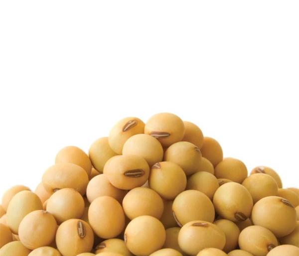 Demand from Indian soybean to Iran | भारतीय सोयाबीनला इराणमधून मागणी