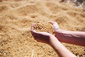 Registration for guaranteed price purchase begins, purchase of soybeans in the district will begin from October 10 | हमीभाव खरेदीसाठी नोंदणी सुरू, जिल्ह्यात सोयाबीन खरेदीला १० ऑक्टोबरपासून सुरुवात Registration for guaranteed price purchase begins, purchase of soybeans in the district will begin from October 10 | हमीभाव खरेदीसाठी नोंदणी सुरू, जिल्ह्यात सोयाबीन खरेदीला १० ऑक्टोबरपासून सुरुवात